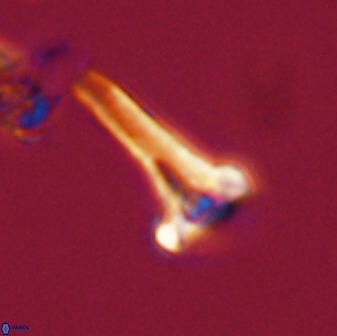 Isocrystallithus compactus 39435