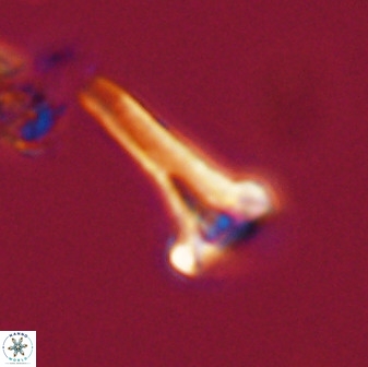 Isocrystallithus compactus 39435
