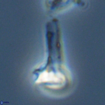 Isocrystallithus compactus 39436