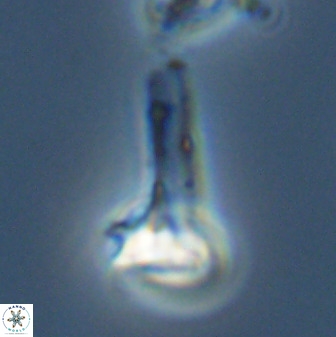 Isocrystallithus compactus 39436