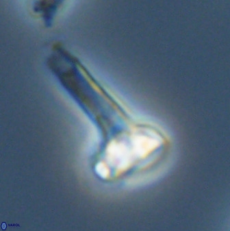 Isocrystallithus compactus 39437