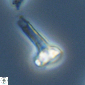 Isocrystallithus compactus 39437