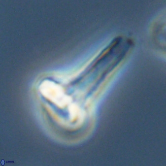 Isocrystallithus compactus 39438