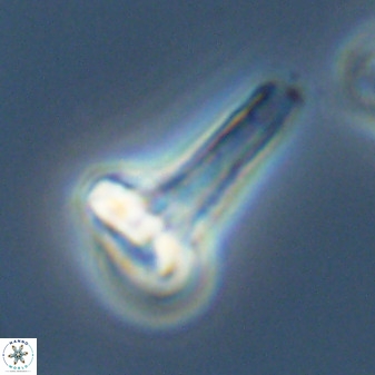 Isocrystallithus compactus 39438