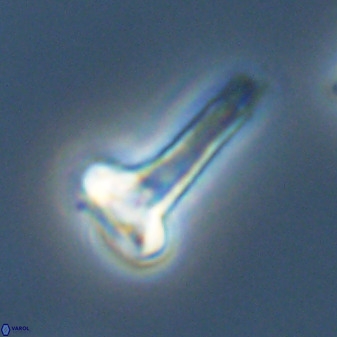 Isocrystallithus compactus 39439