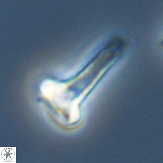 Isocrystallithus compactus 39439