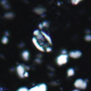 Isocrystallithus partitum 7617