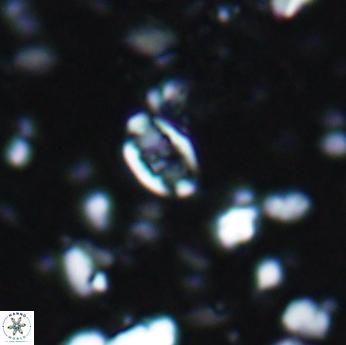 Isocrystallithus partitum 7617