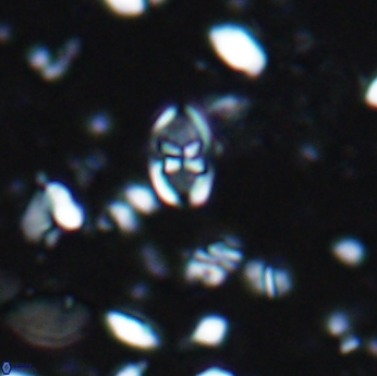 Isocrystallithus partitum 7618