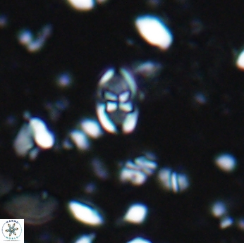 Isocrystallithus partitum 7618