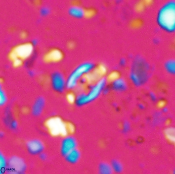 Isocrystallithus partitum 7620