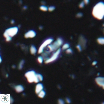 Isocrystallithus partitum 7621