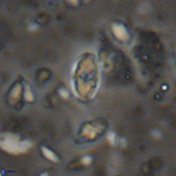 Isocrystallithus partitum 7622