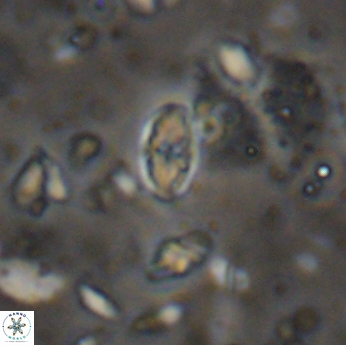 Isocrystallithus partitum 7622