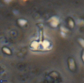 Isocrystallithus partitum 7623