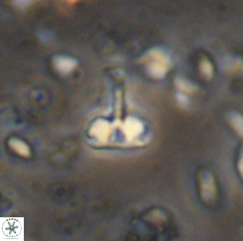 Isocrystallithus partitum 7623