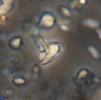 Isocrystallithus partitum 7624