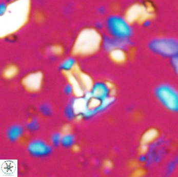 Isocrystallithus partitum 7625