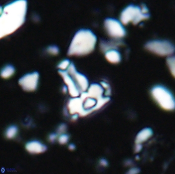Isocrystallithus partitum 7626