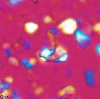 Isocrystallithus partitum 7627