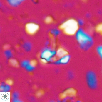 Isocrystallithus partitum 7627