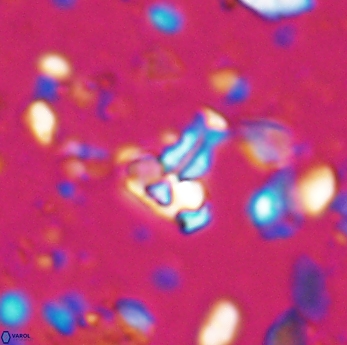 Isocrystallithus partitum 7628