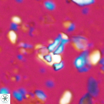 Isocrystallithus partitum 7628