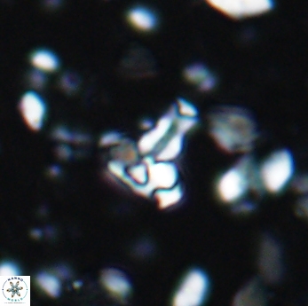 Isocrystallithus partitum 7629