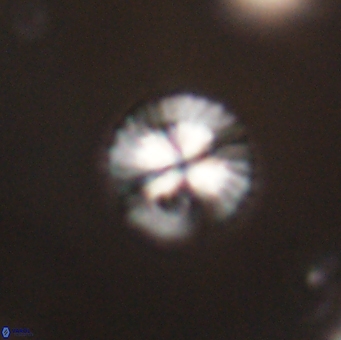 Isespetrinesaspides foteinokentro 55053