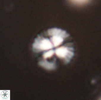 Isespetrinesaspides foteinokentro 55053