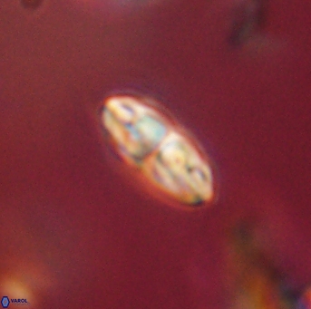 Isespetrinesaspides foteinokentro 55059