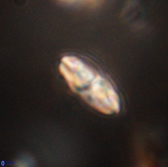 Isespetrinesaspides foteinokentro 55053