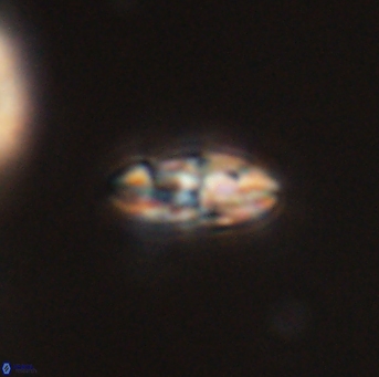 Isespetrinesaspides foteinokentro 55062