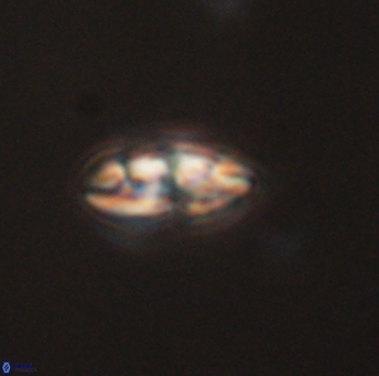Isespetrinesaspides foteinokentro 55064
