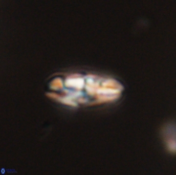 Isespetrinesaspides foteinokentro 55072