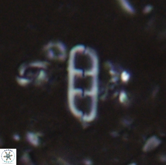 Isthmolithus recurvus 14970
