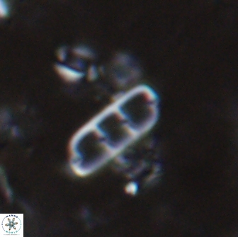 Isthmolithus recurvus 14974