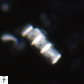 Isthmolithus recurvus 14976