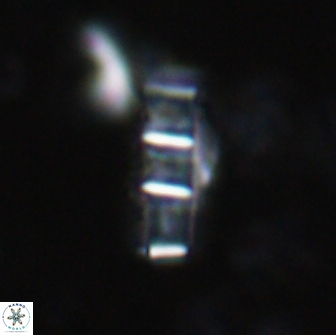 Isthmolithus recurvus 14979