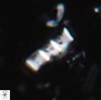Isthmolithus recurvus 14980