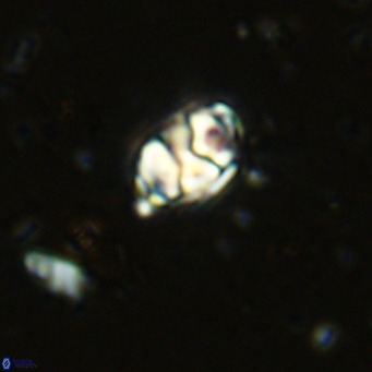 Kahvecia dispar VR 15108