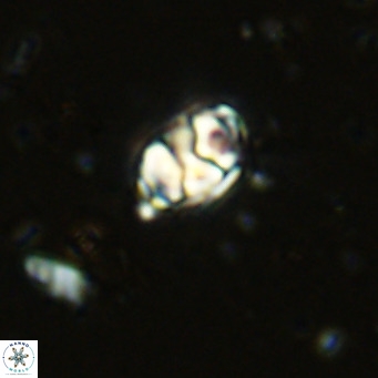 Kahvecia dispar VR 15108