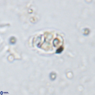 Kahvecia dispar VR 15117