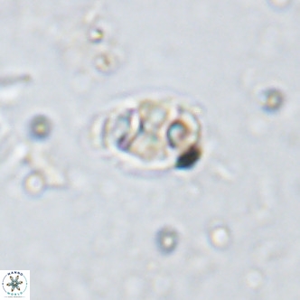 Kahvecia dispar VR 15117