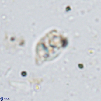 Kahvecia dispar VR 15118