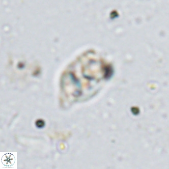 Kahvecia dispar VR 15118