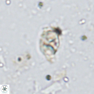Kahvecia dispar VR 15119
