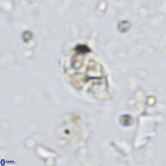 Kahvecia dispar VR 15123