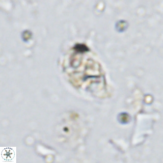 Kahvecia dispar VR 15123