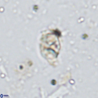 Kahvecia dispar VR 15124